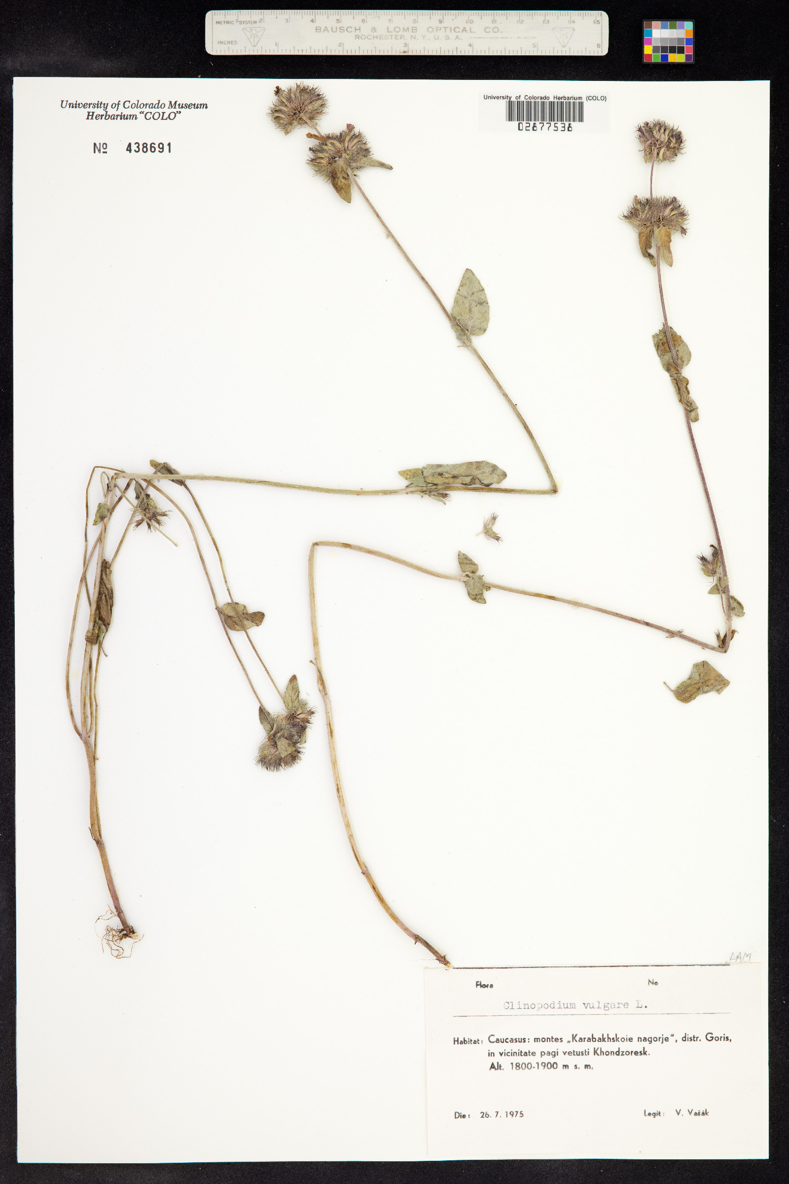 Clinopodium vulgare image