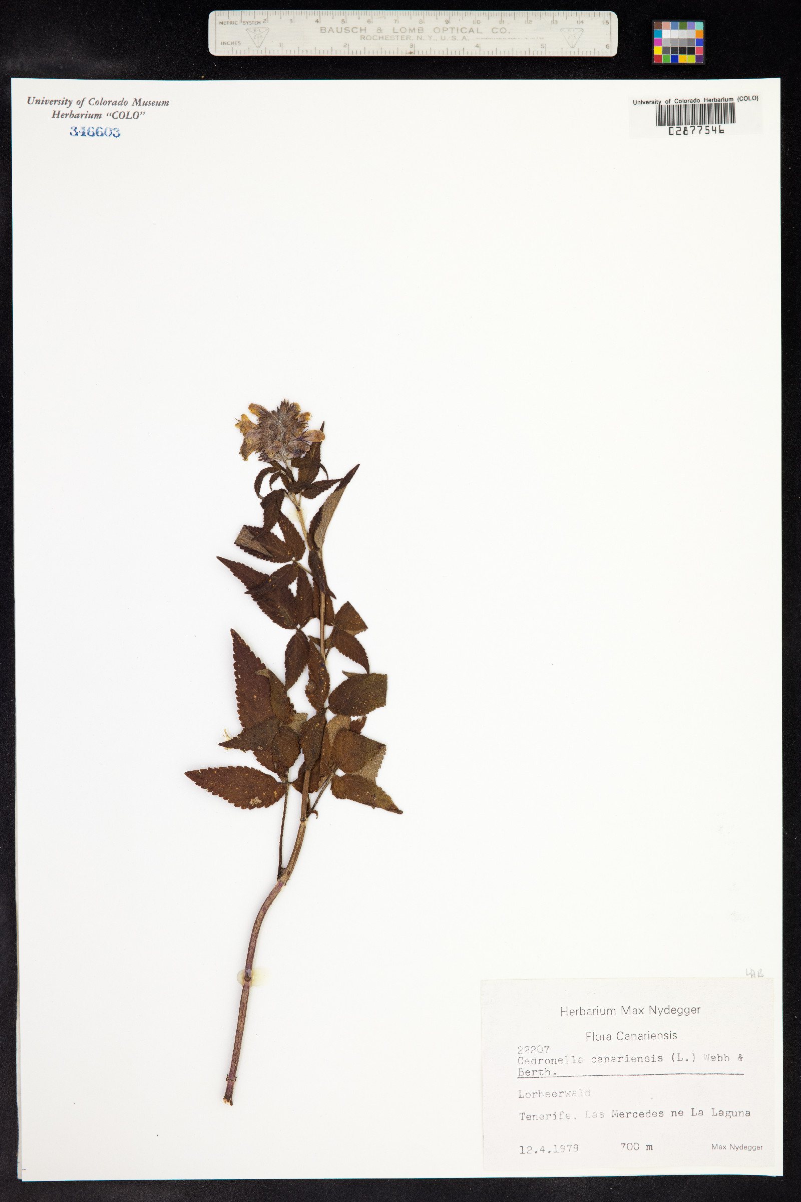 Cedronella canariensis image