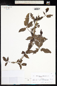 Cedronella canariensis image