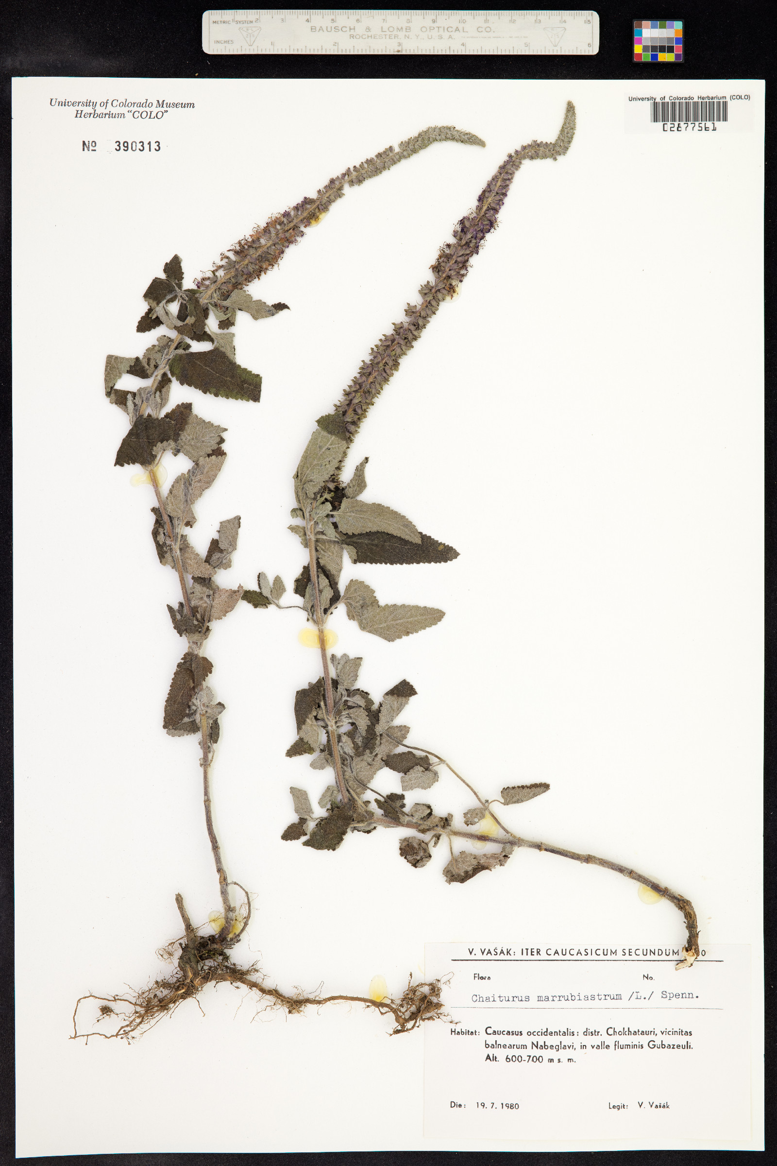 Chaiturus image