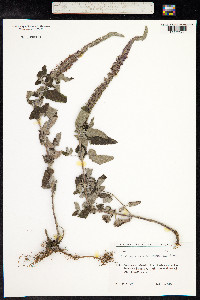 Chaiturus marrubiastrum image