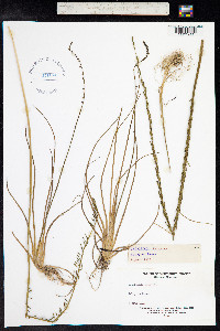 Triglochin palustris image