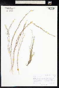 Triglochin palustris image