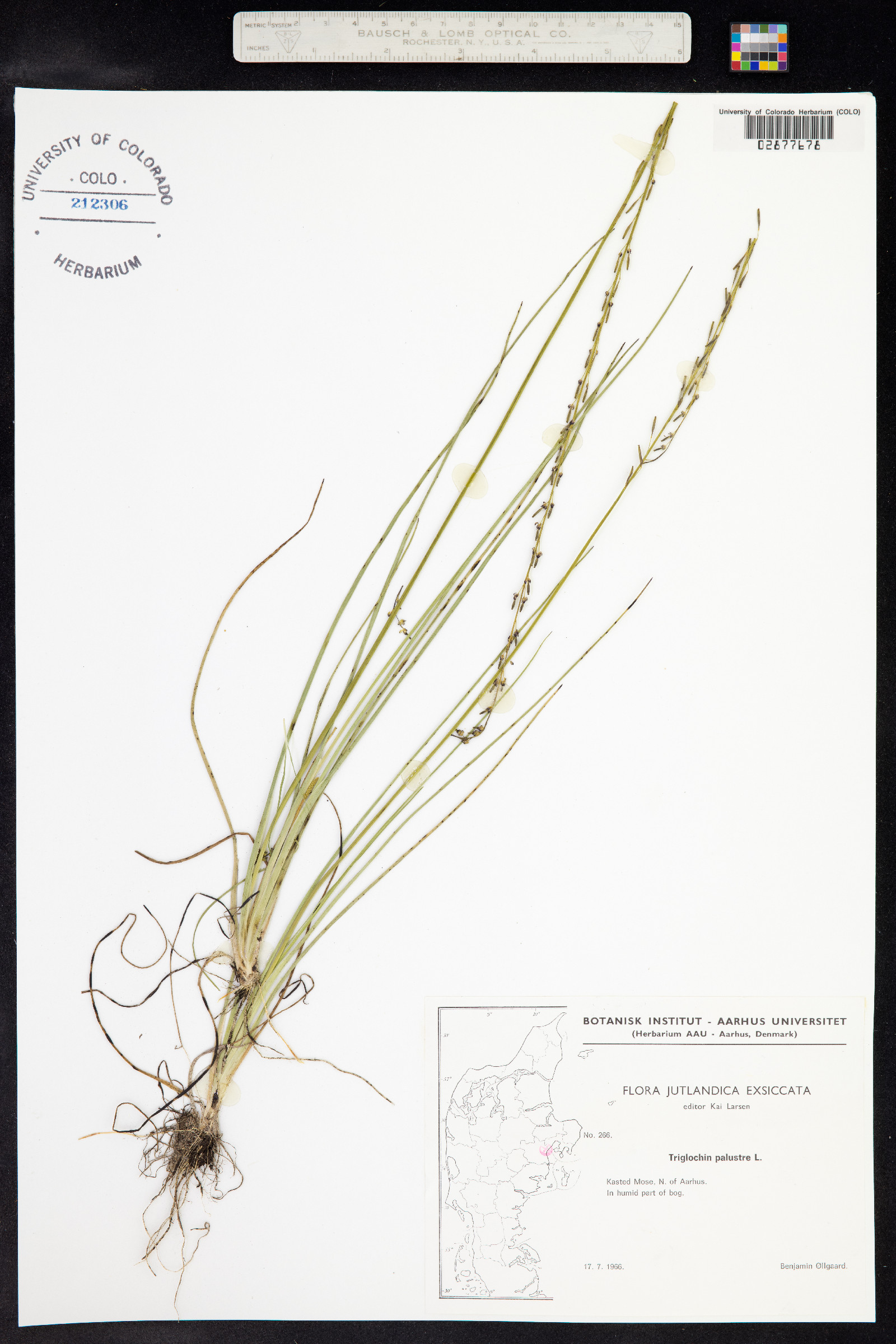 Triglochin palustris image
