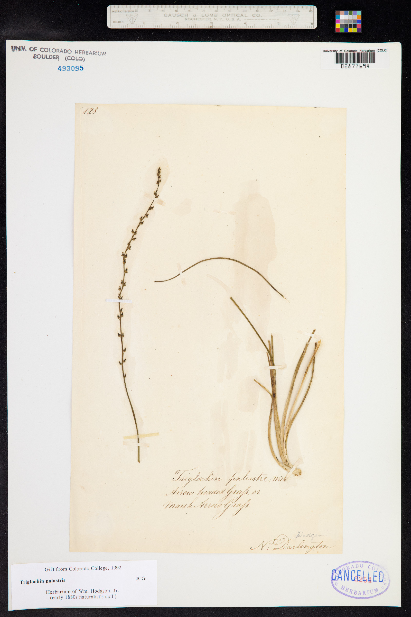 Triglochin palustris image