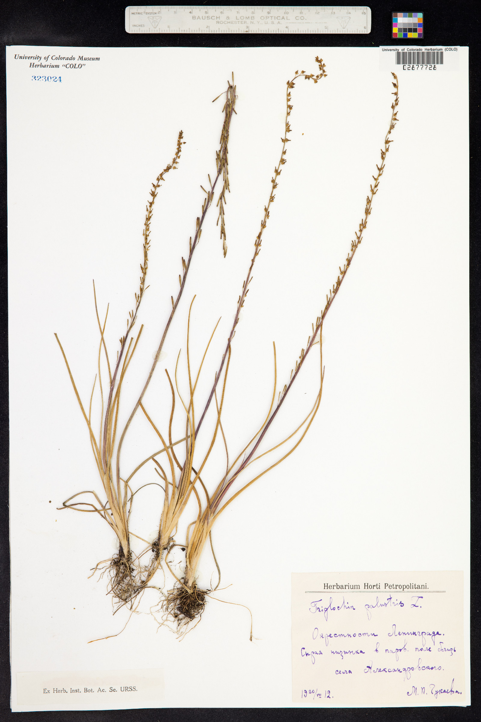 Triglochin palustris image