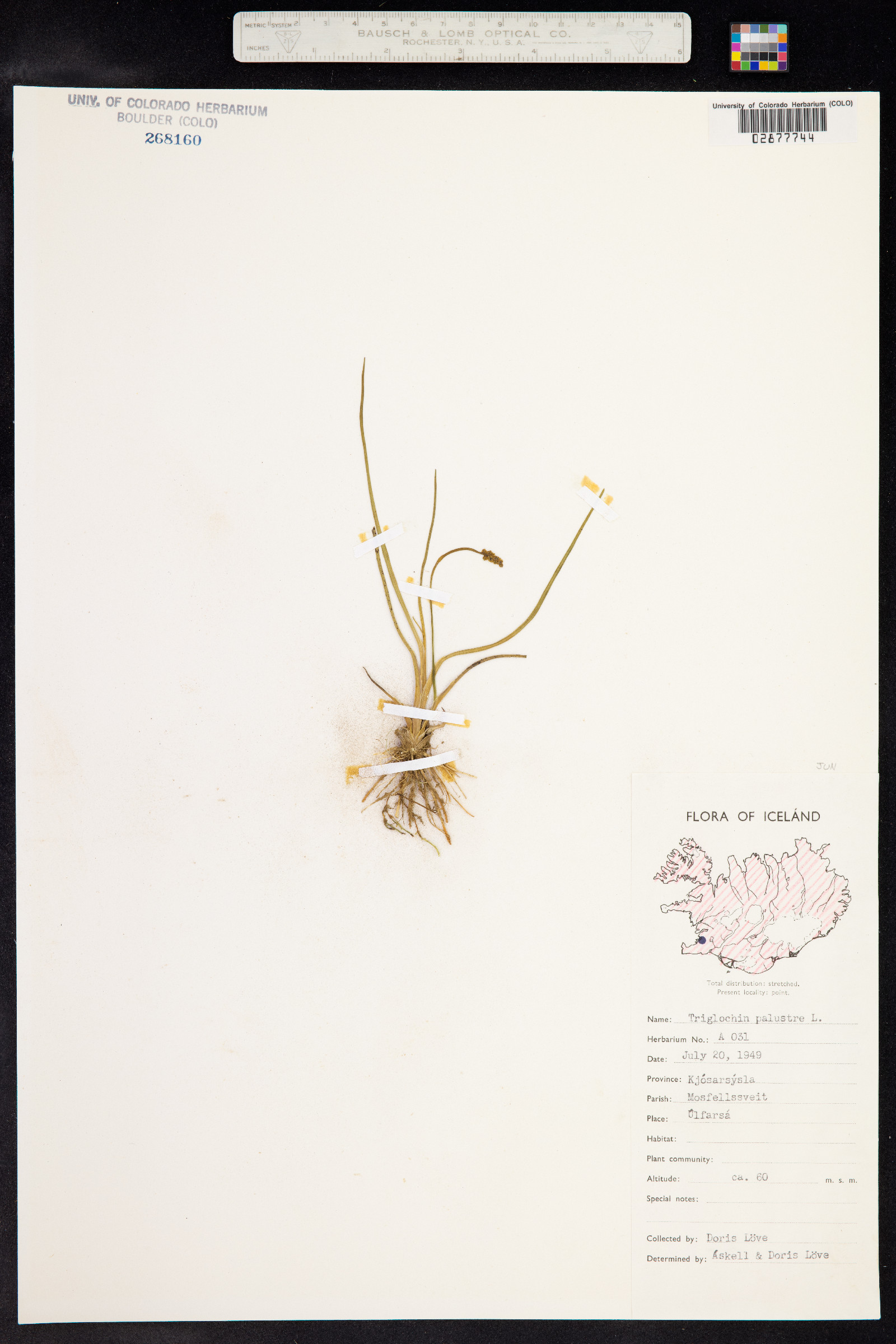 Triglochin palustris image