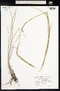 Triglochin maritima image