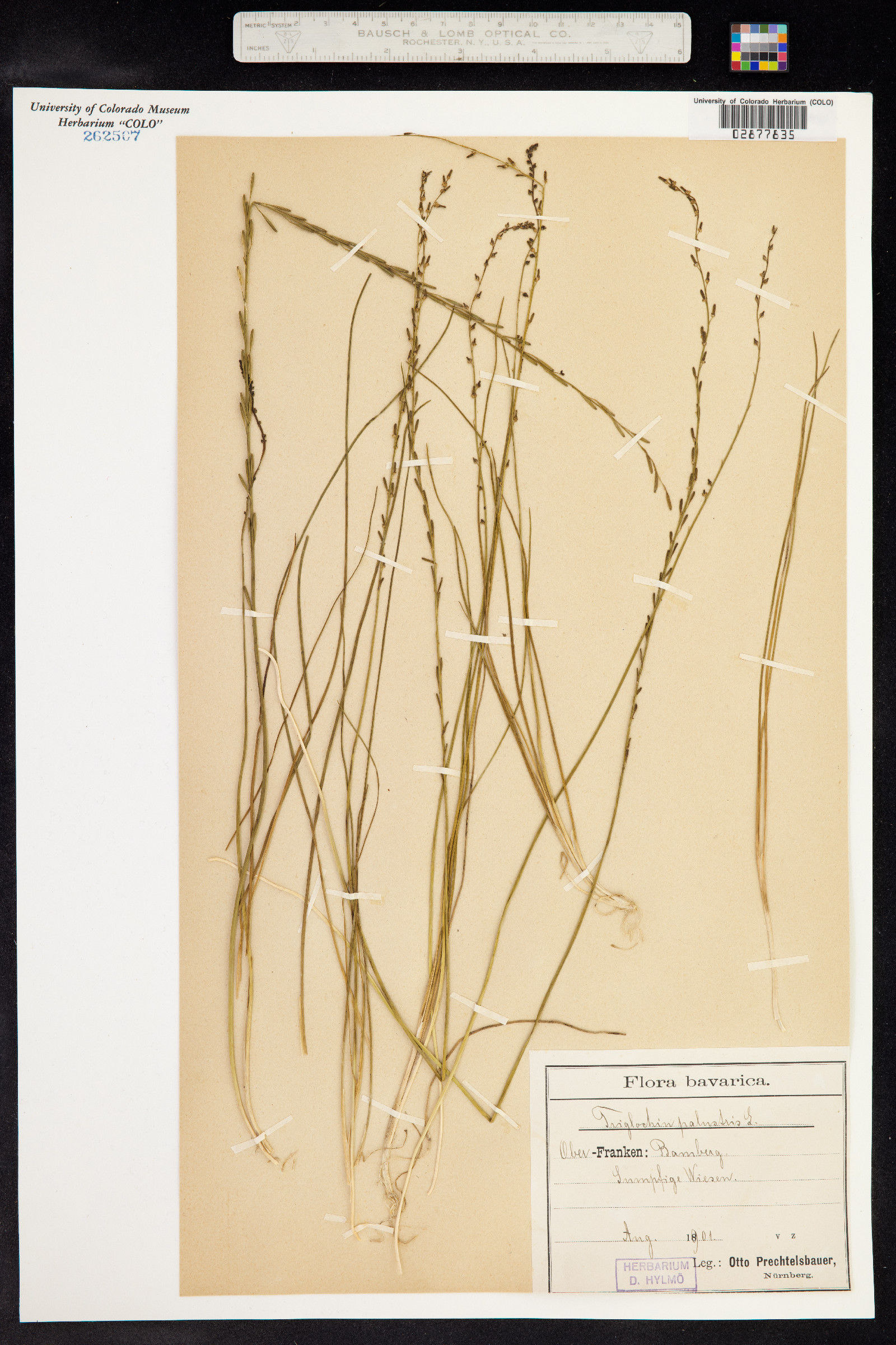 Triglochin palustris image