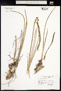 Triglochin maritima image