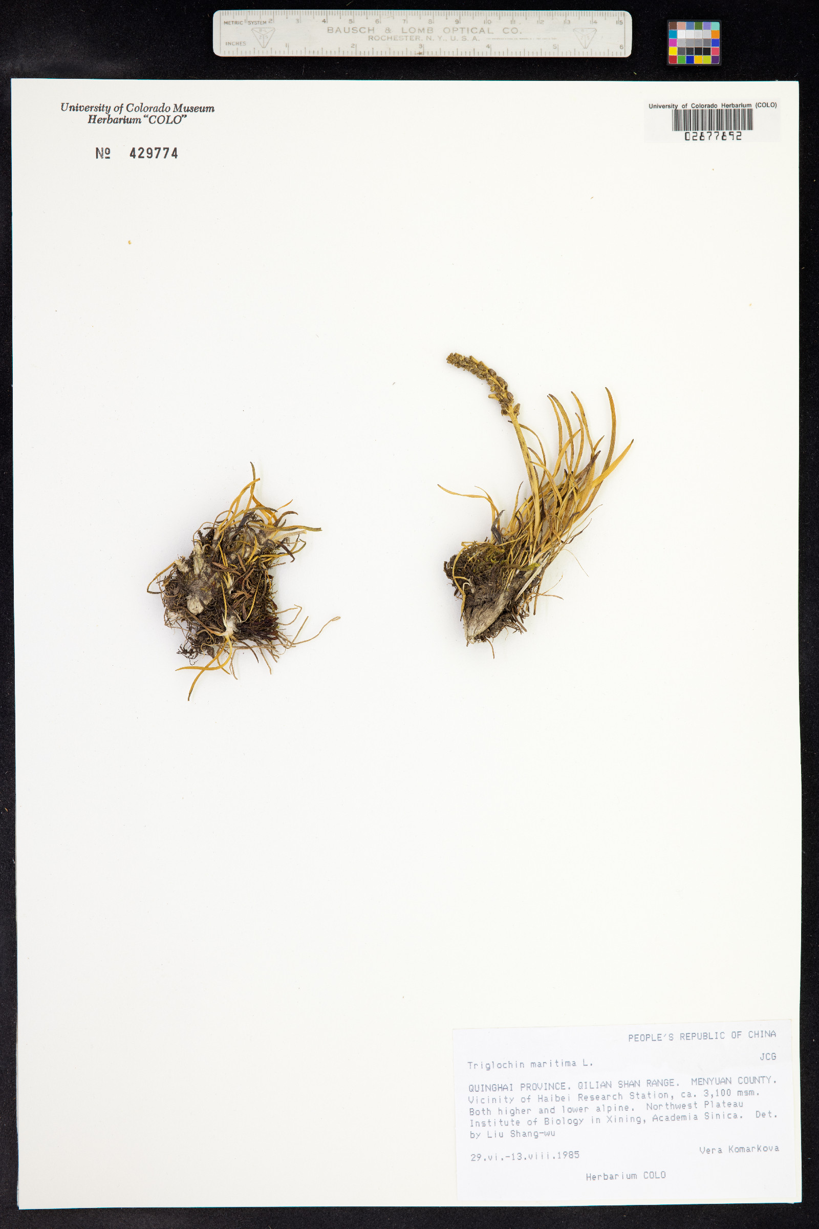 Triglochin maritima image