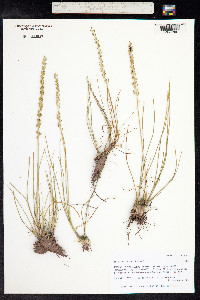 Triglochin maritima image