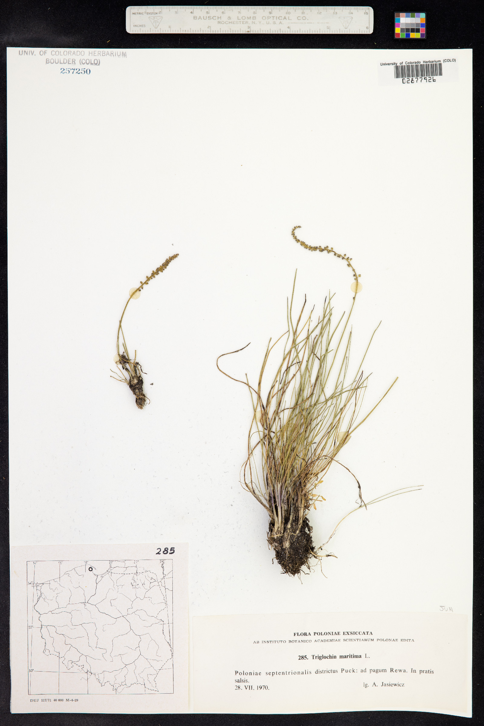 Triglochin maritima image