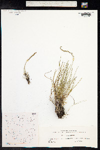 Triglochin maritima image