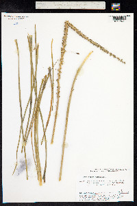 Triglochin maritima image