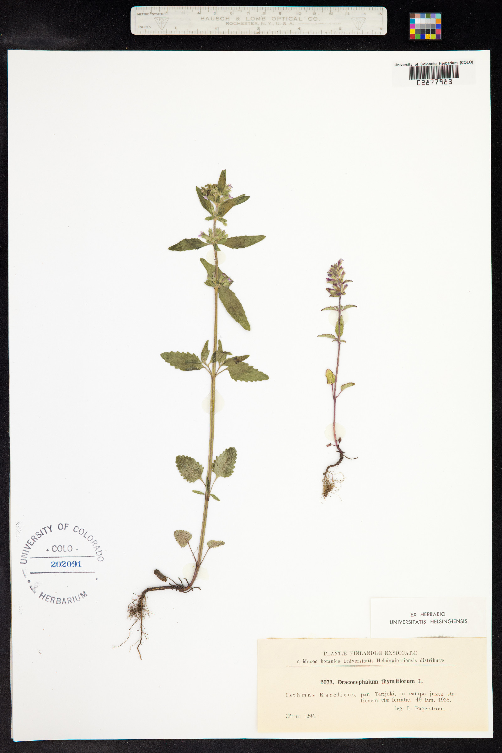 Dracocephalum thymiflorum image