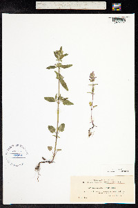 Dracocephalum thymiflorum image