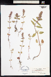 Dracocephalum thymiflorum image