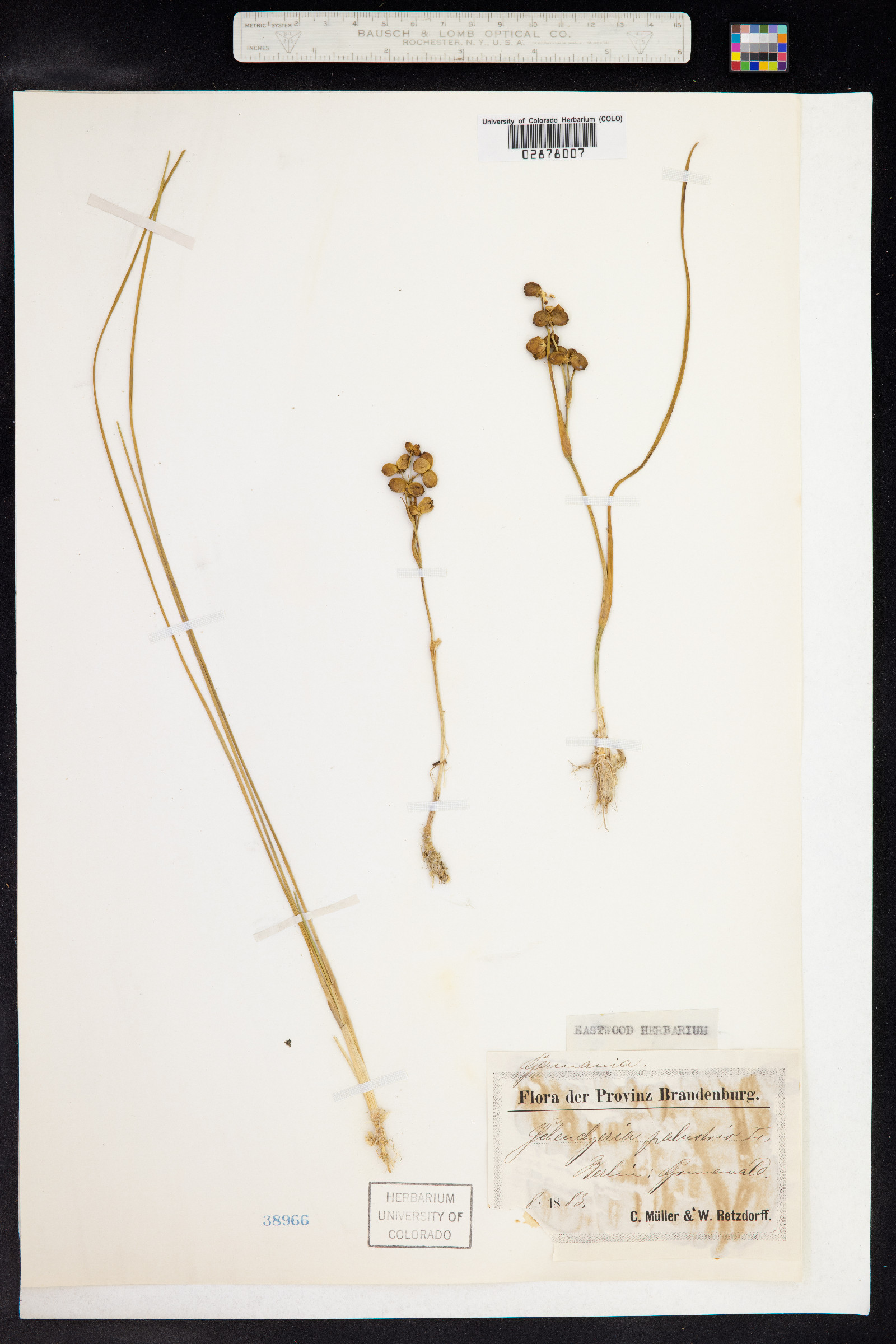 Scheuchzeria palustris image