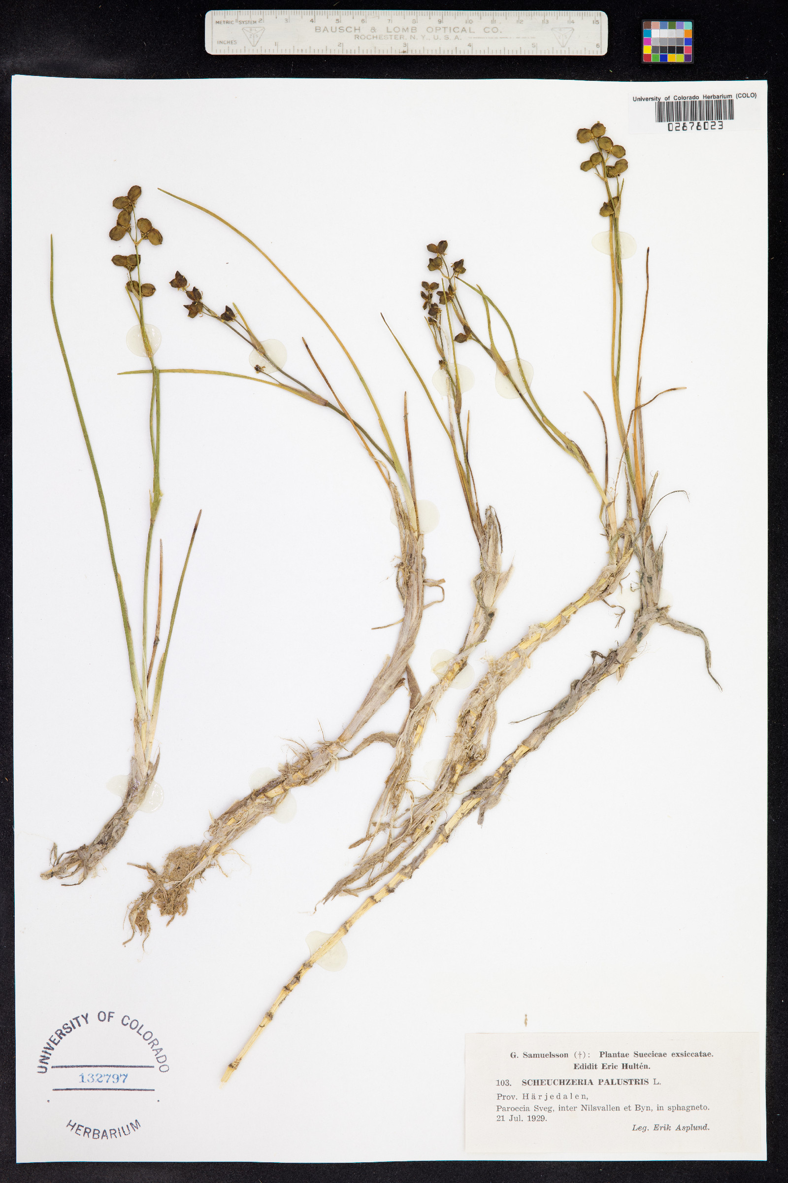 Scheuchzeria palustris image