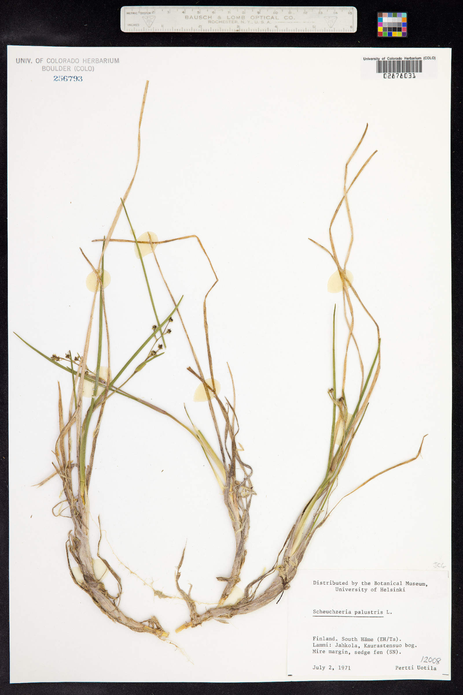 Scheuchzeriaceae image