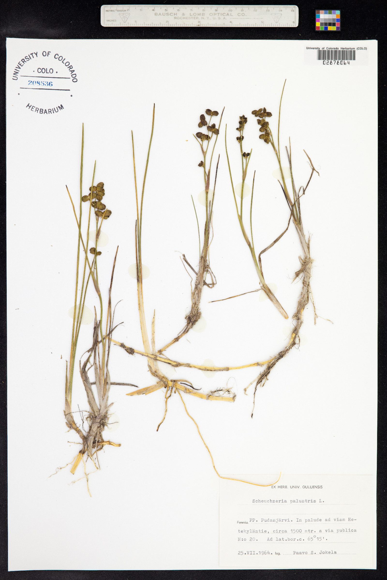 Scheuchzeria palustris image