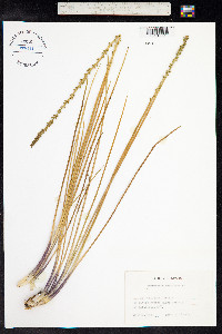 Triglochin maritima image