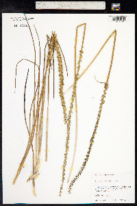 Triglochin maritima image