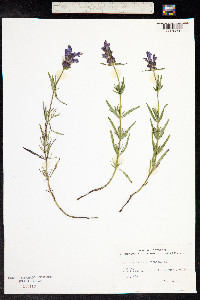 Dracocephalum ruyschiana image