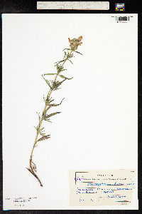 Dracocephalum ruyschiana image