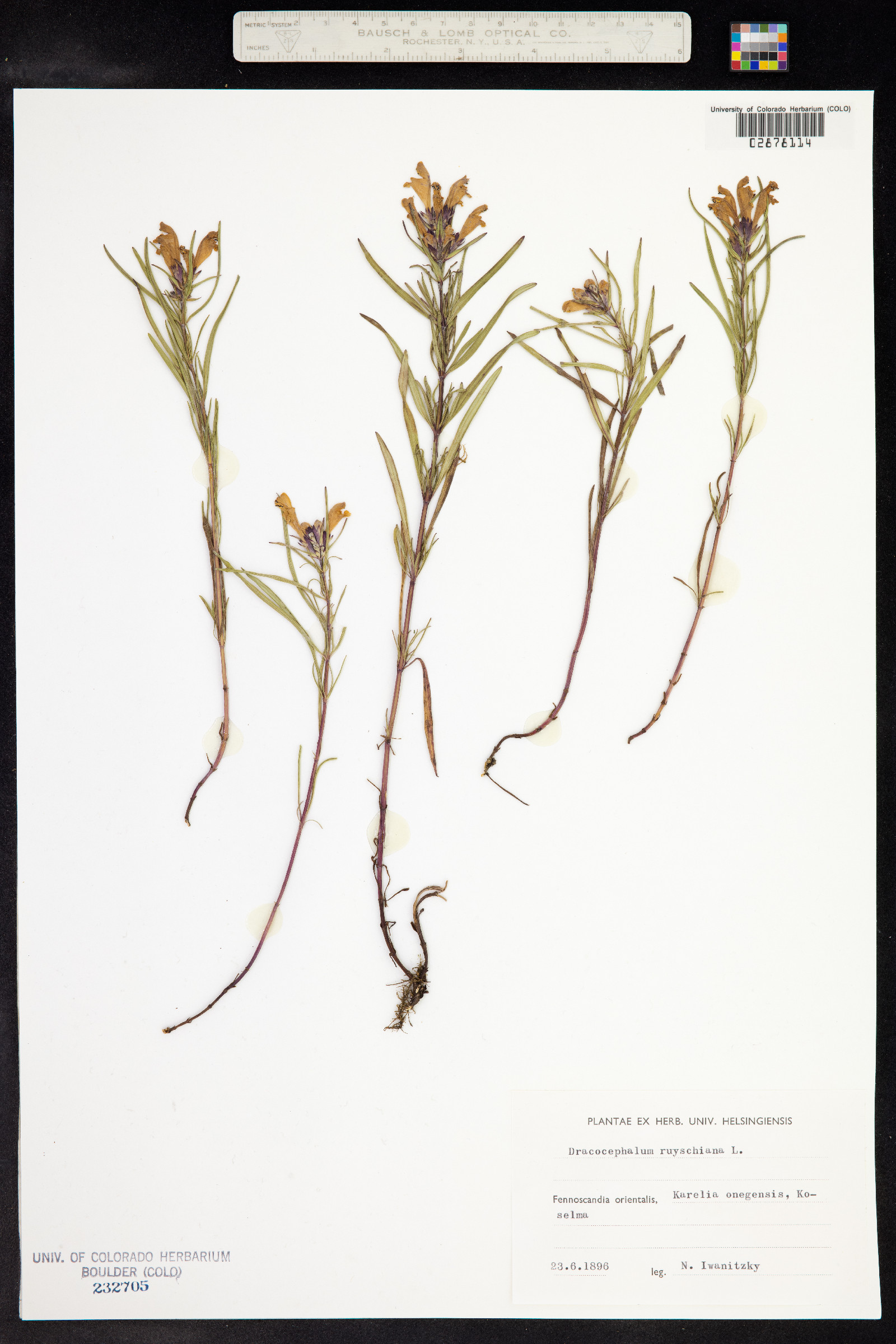 Dracocephalum ruyschiana image