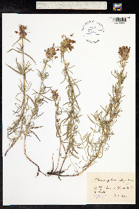 Dracocephalum ruyschiana image