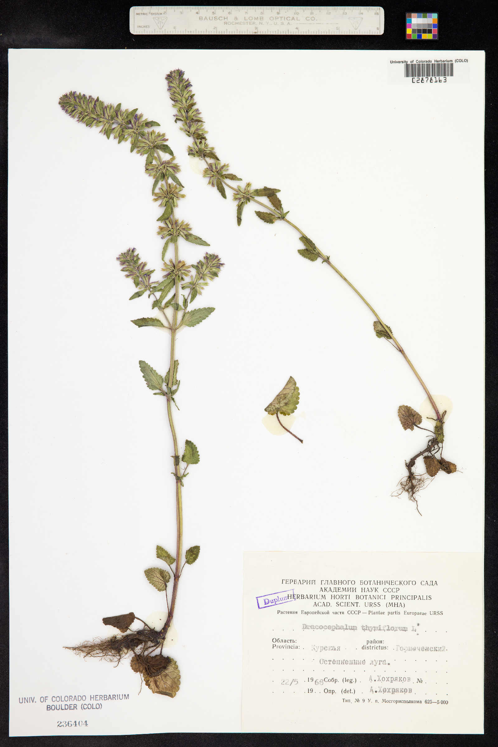 Dracocephalum thymiflorum image
