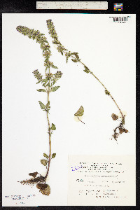 Dracocephalum thymiflorum image