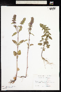 Image of Dracocephalum thymiflorum