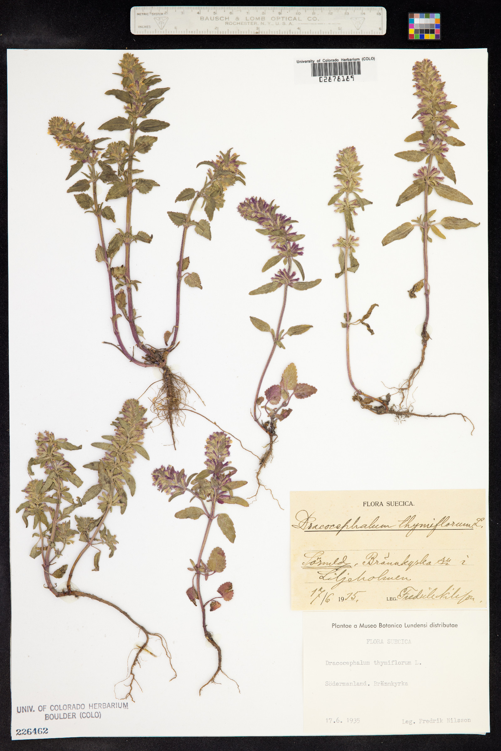 Dracocephalum image