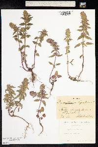 Dracocephalum thymiflorum image