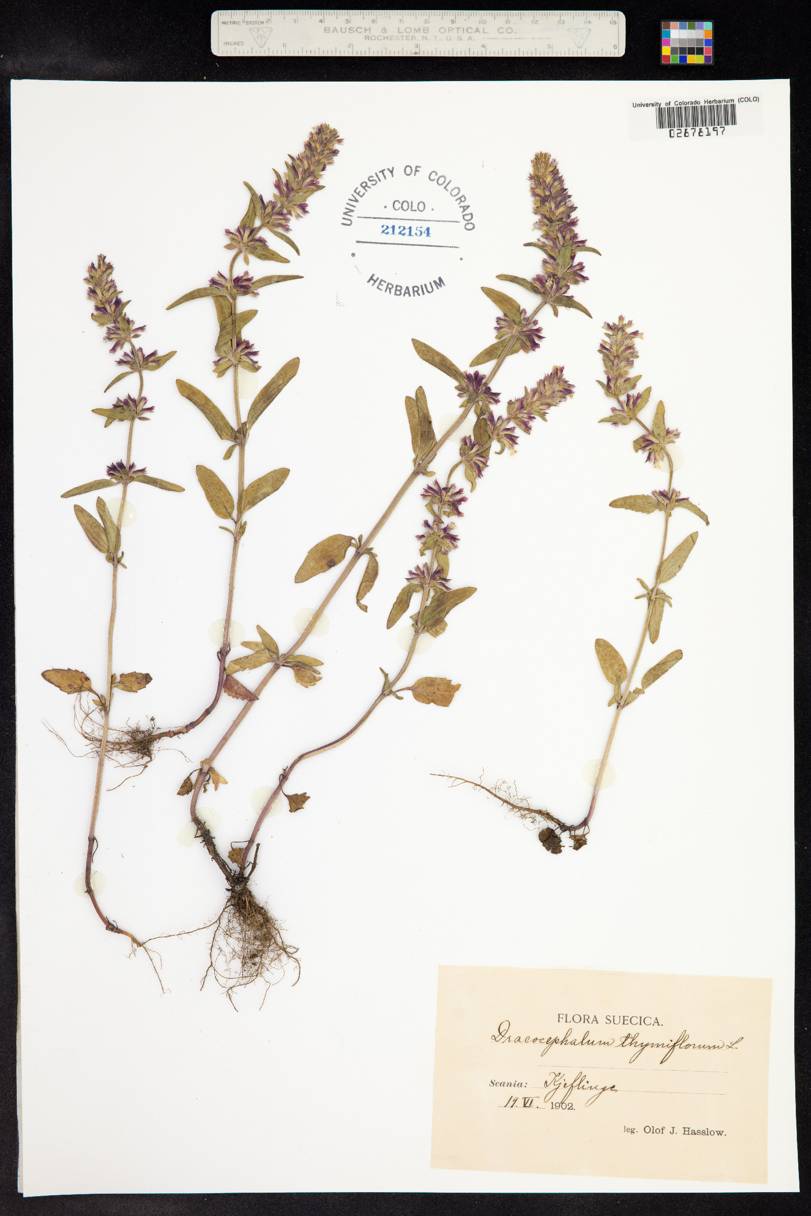 Dracocephalum thymiflorum image