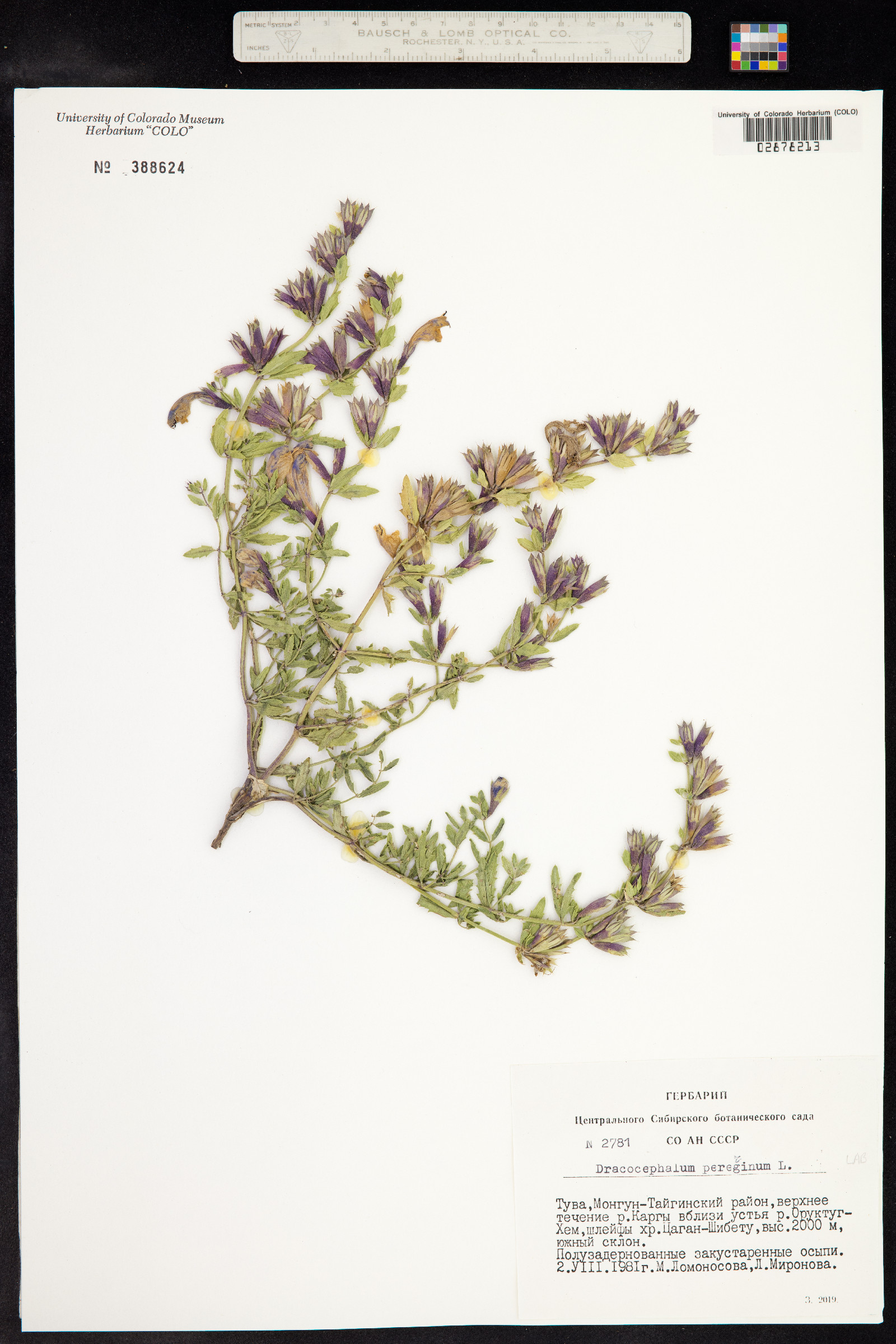 Dracocephalum peregrinum image