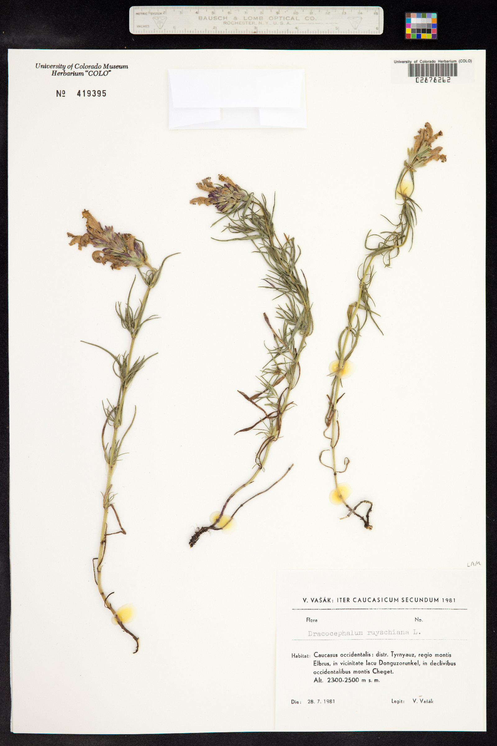 Dracocephalum ruyschiana image