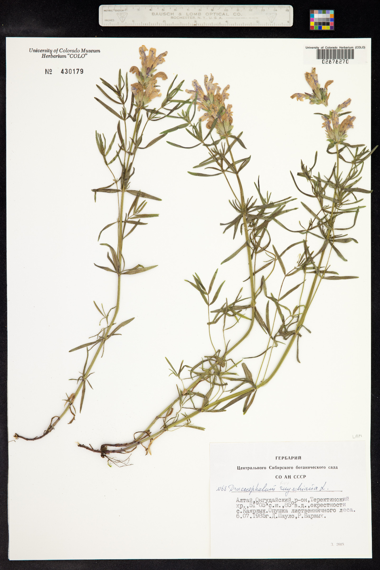 Dracocephalum ruyschiana image