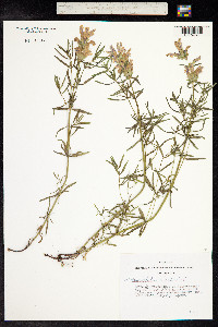 Dracocephalum ruyschiana image