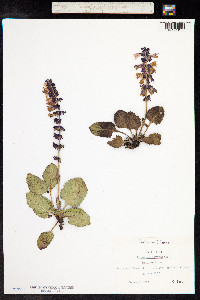 Horminum pyrenaicum image