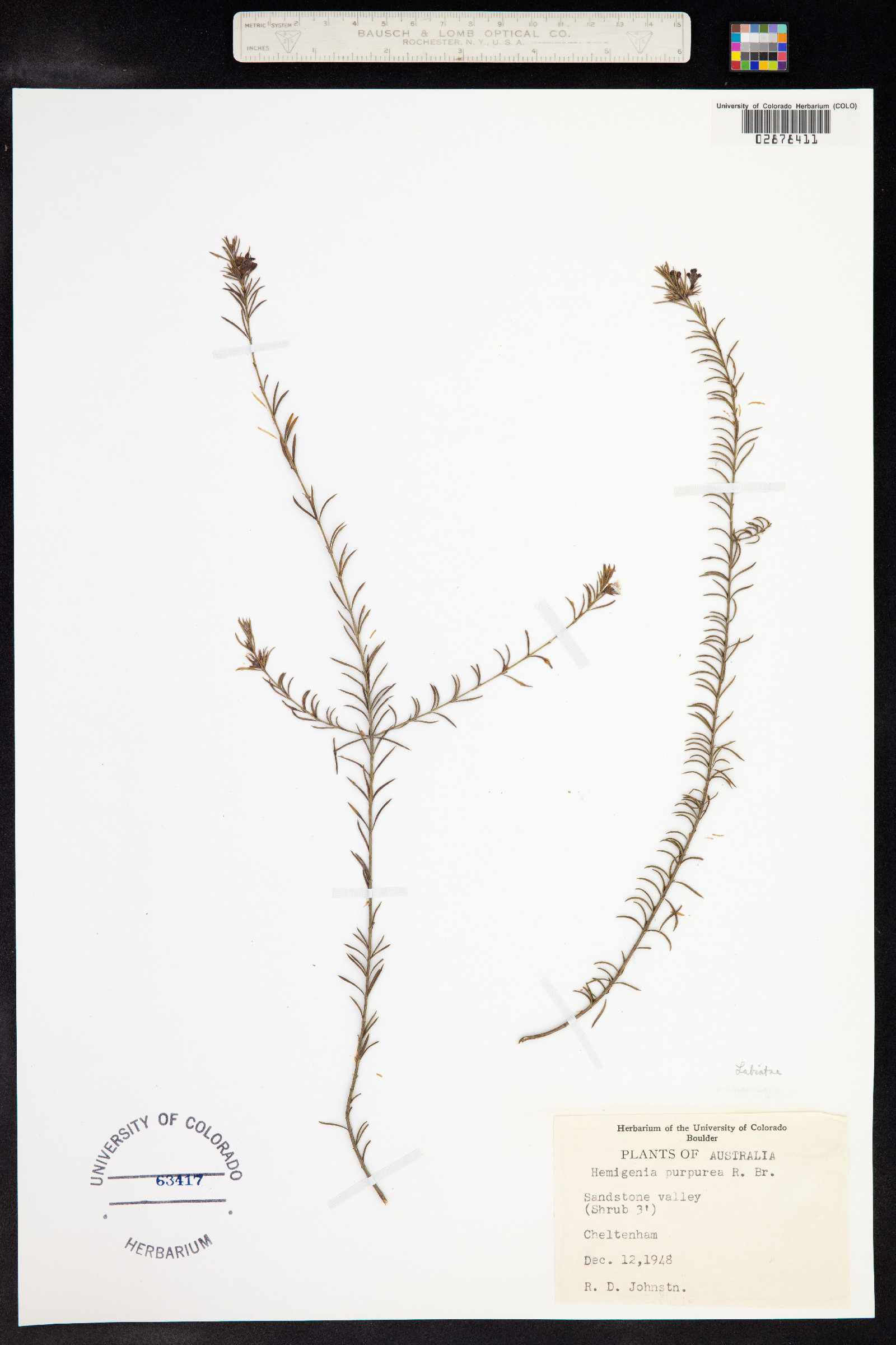 Hemigenia purpurea image