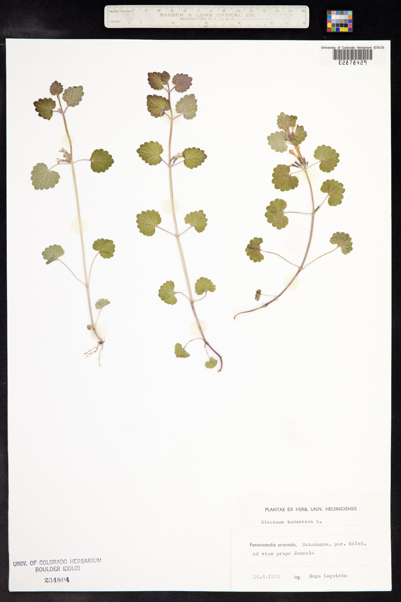 Glechoma hederacea image