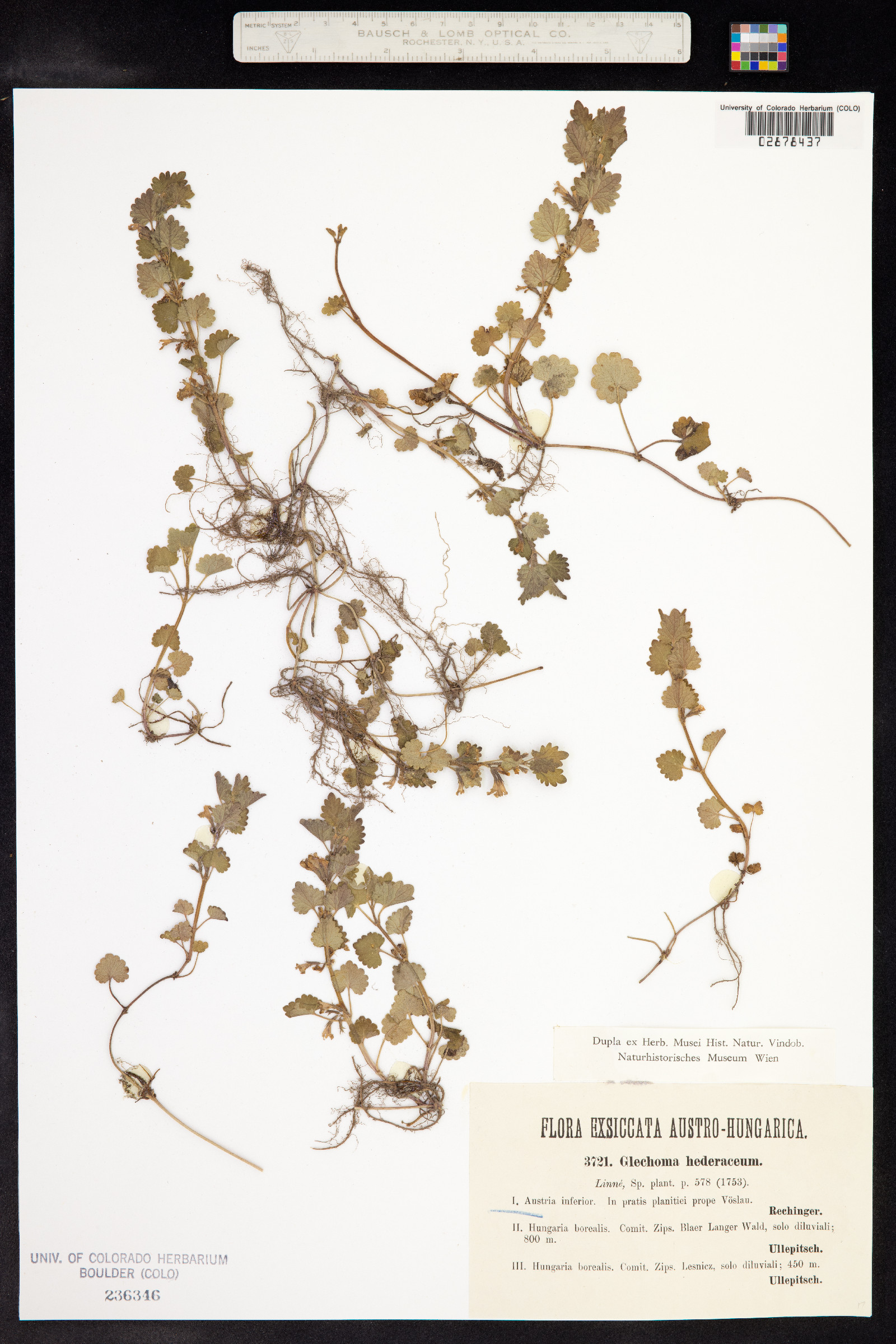 Glechoma hederacea image