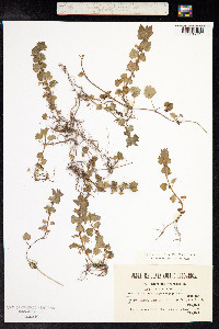 Glechoma hederacea image