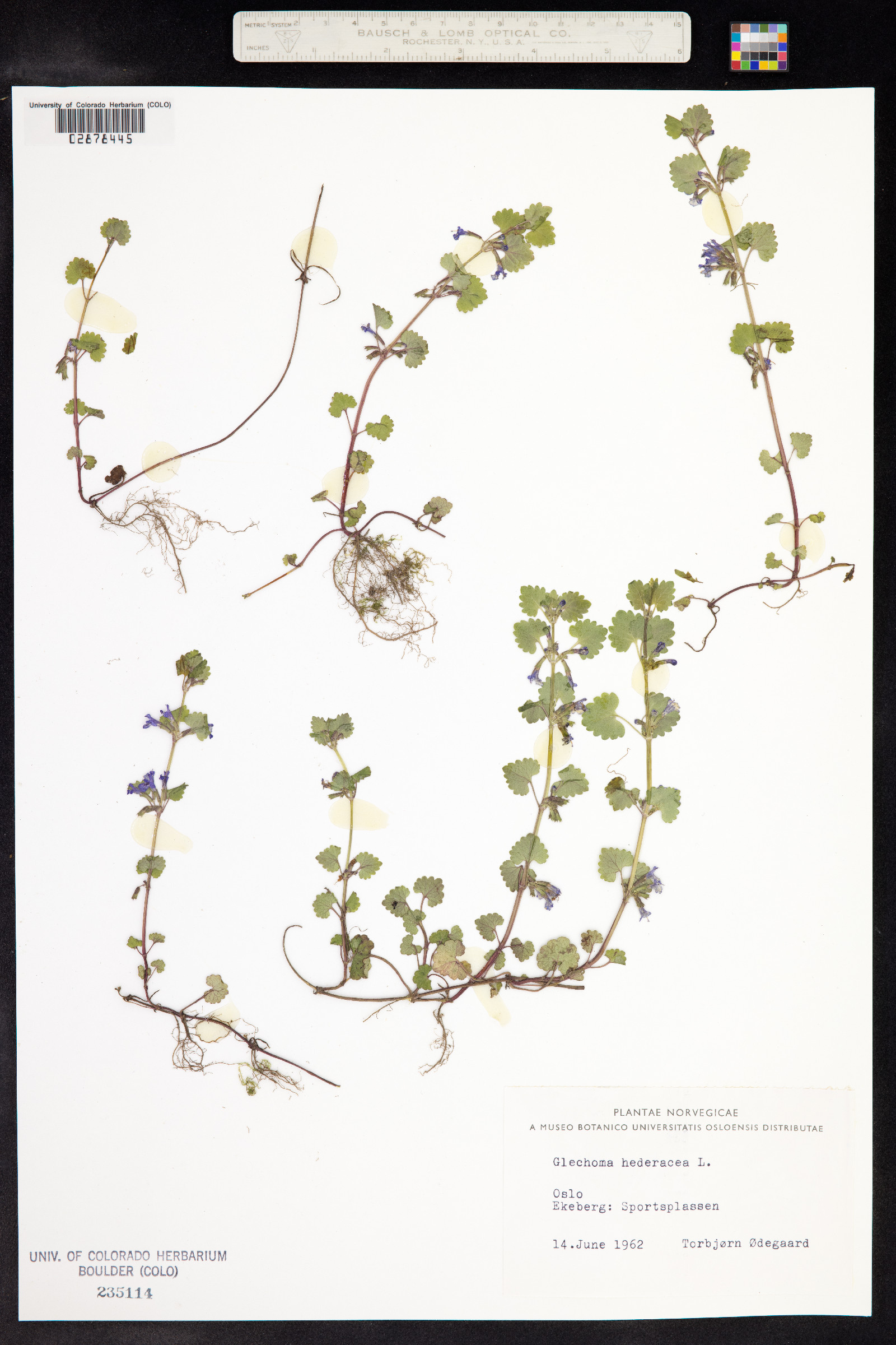 Glechoma hederacea image