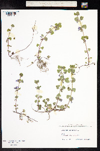 Glechoma hederacea image