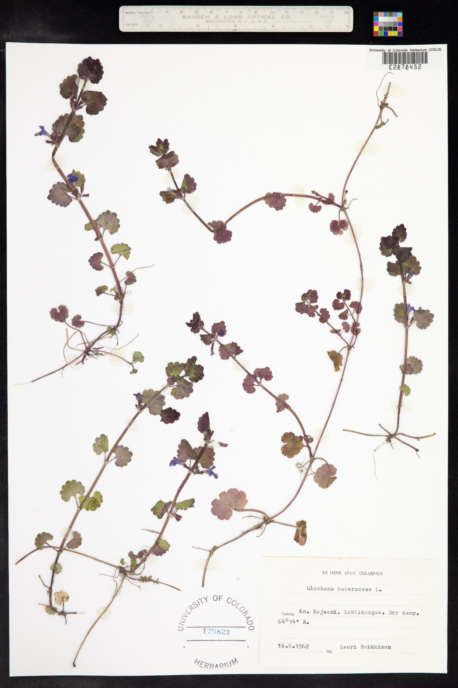 Glechoma hederacea image